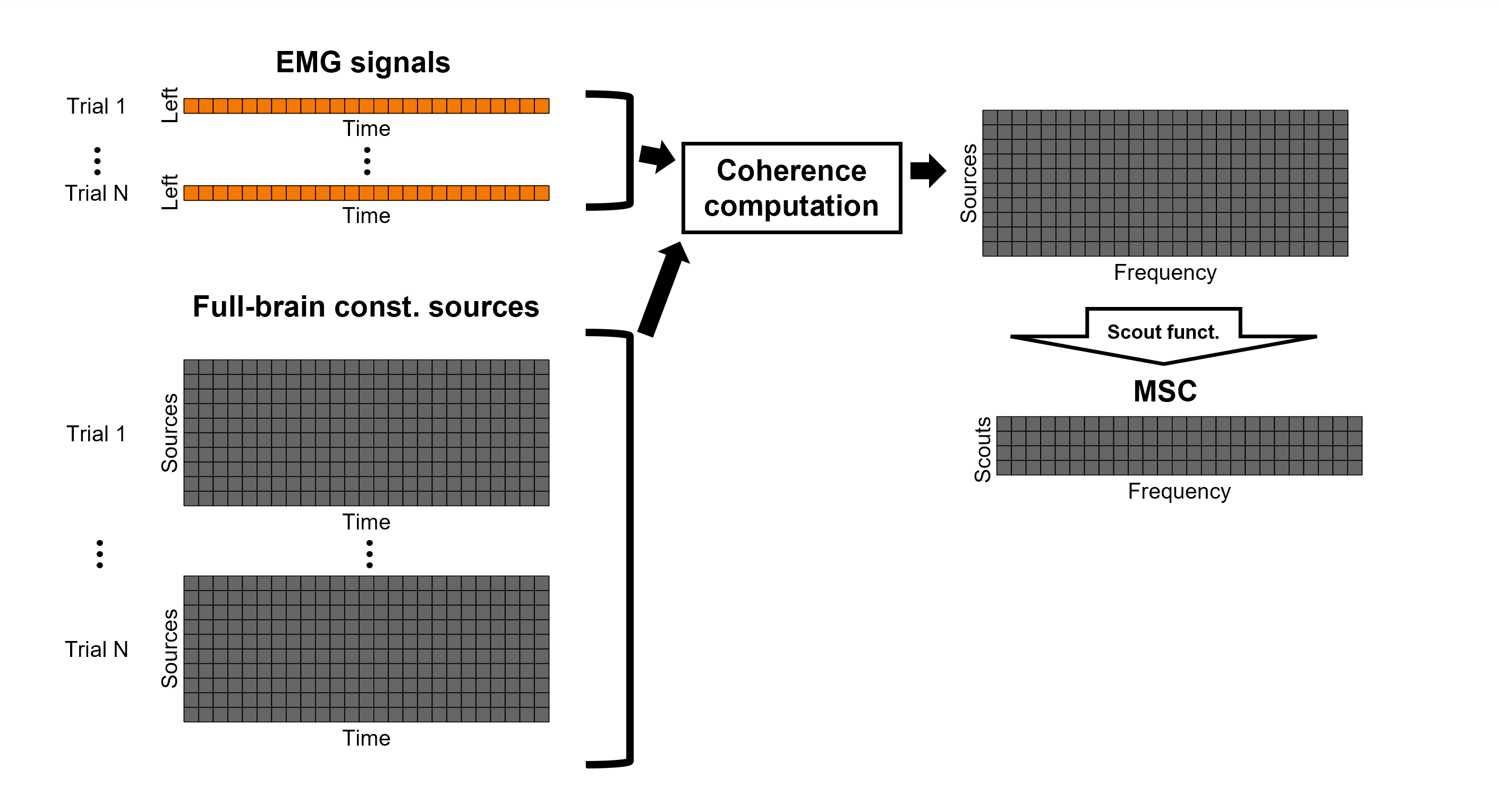 https://neuroimage.usc.edu/brainstorm/Tutorials/CorticomuscularCoherence?action=AttachFile&do=get&target=diagram_1xn_coh_sct_aft_c.png