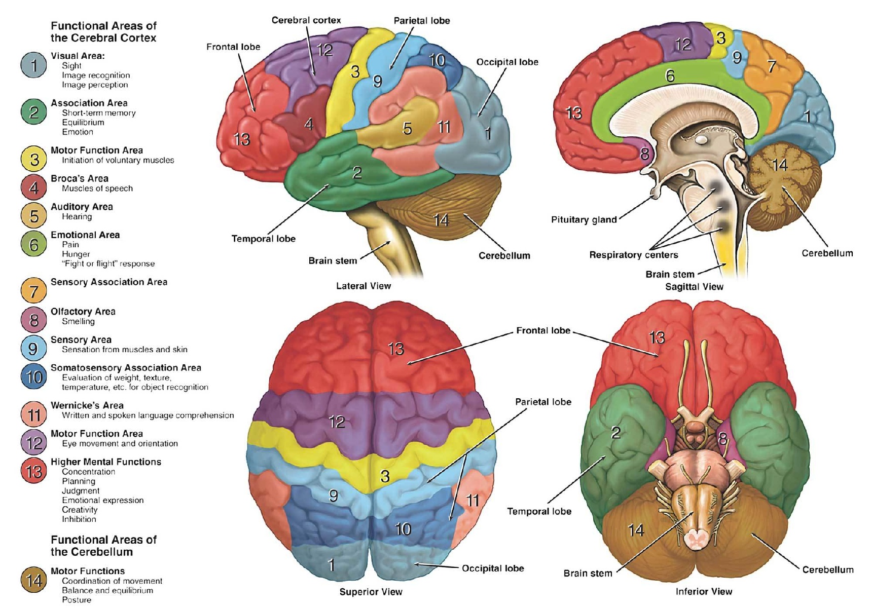 Different Types Of Atlas Of The Human Brain Brainstorm